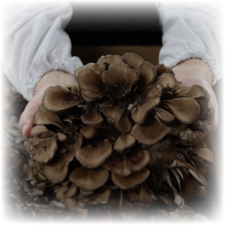 こだわりの食材