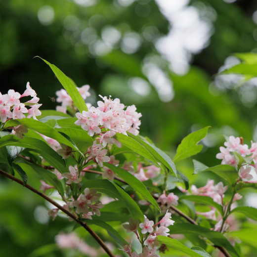 ブナの森の植物