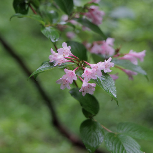 ブナの森の植物